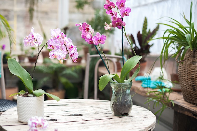 orchidea come curarla contenitore trasparente