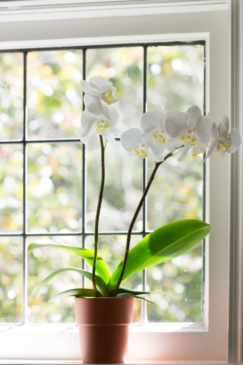 orchidea phalaenopsis bianca come innaffiare le orchidee
