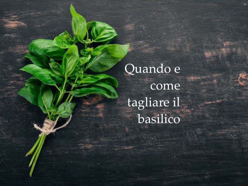 quando e come tagliare il basilico mazzo legato con spago