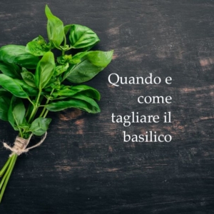 Come raccogliere il basilico, conservarlo e utilizzarlo quando necessario!
