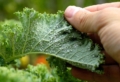 Rimedi naturali contro gli afidi: come mettere al sicuro le tue piante!