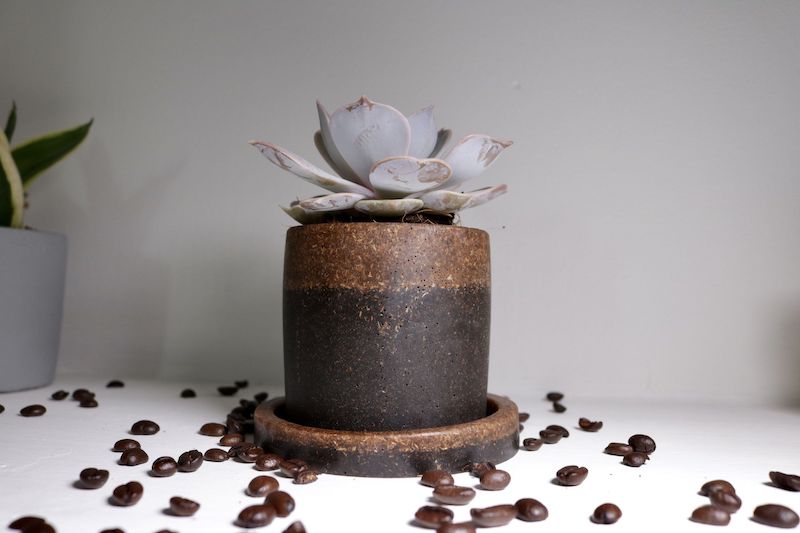 chicchi di caffè concime per piante grasse