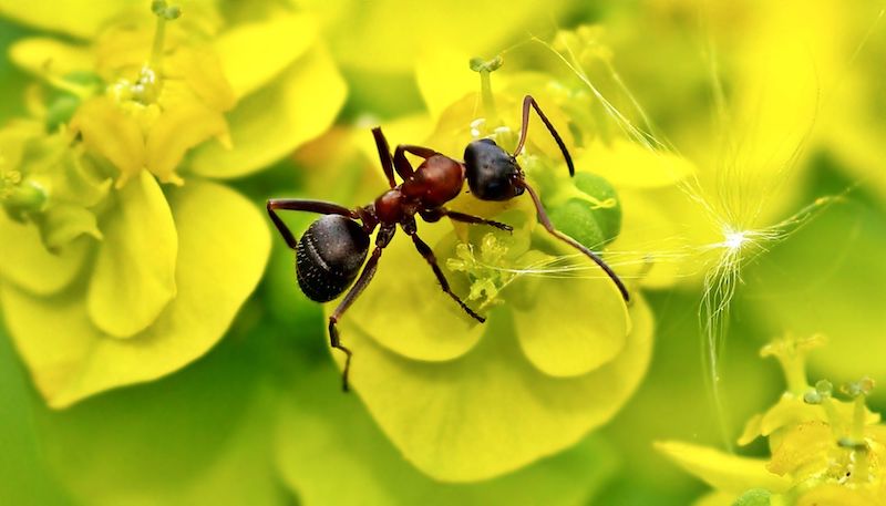 come combattere le formiche sulle piante