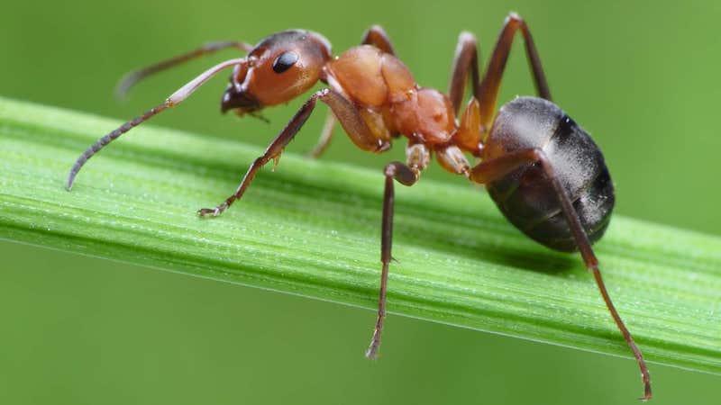 come eliminare le formiche dal giardino con aceto