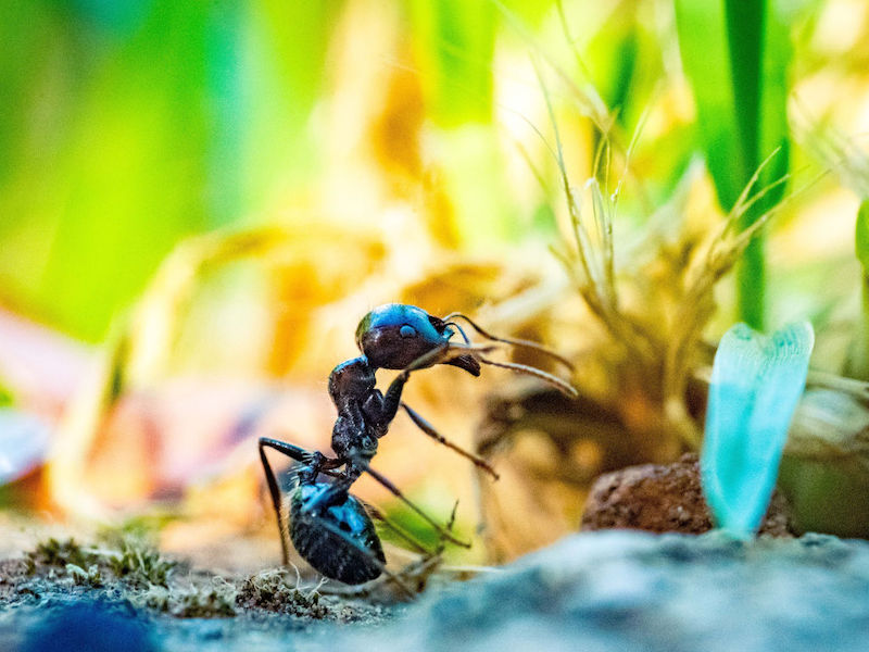come eliminare le formiche in giardino
