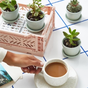 Utilizzare i fondi di caffè per piante grasse, nutrire e concimare in modo naturale!