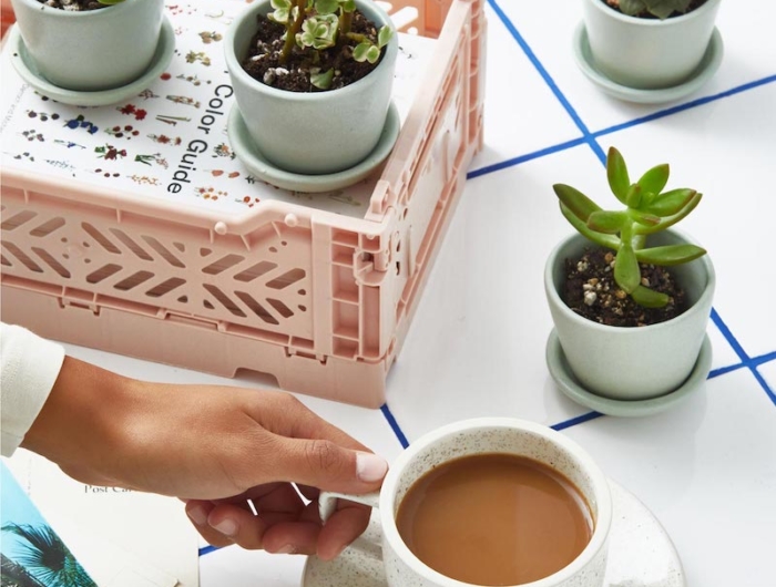 Utilizzare i fondi di caffè per piante grasse, nutrire e concimare in modo naturale!