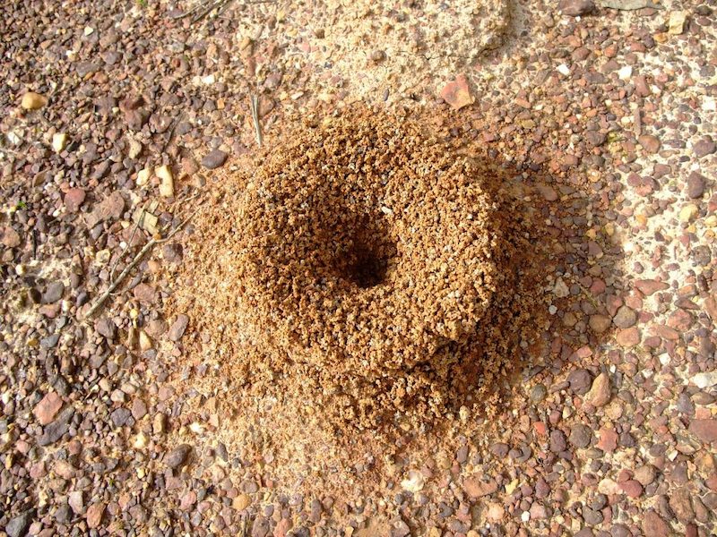 come trovare il nido delle formiche