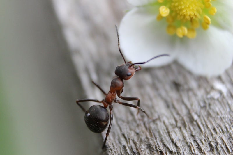 come usare il bicarbonato contro le formiche