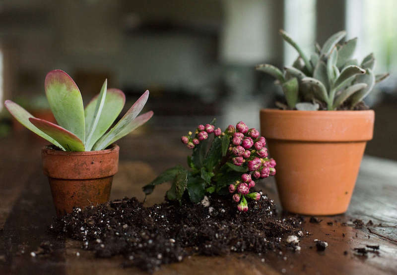 concime naturale per piante in vaso
