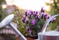 Piante da esterno perenni in vaso: quali sono e come curarle per averle sempre in fiore!