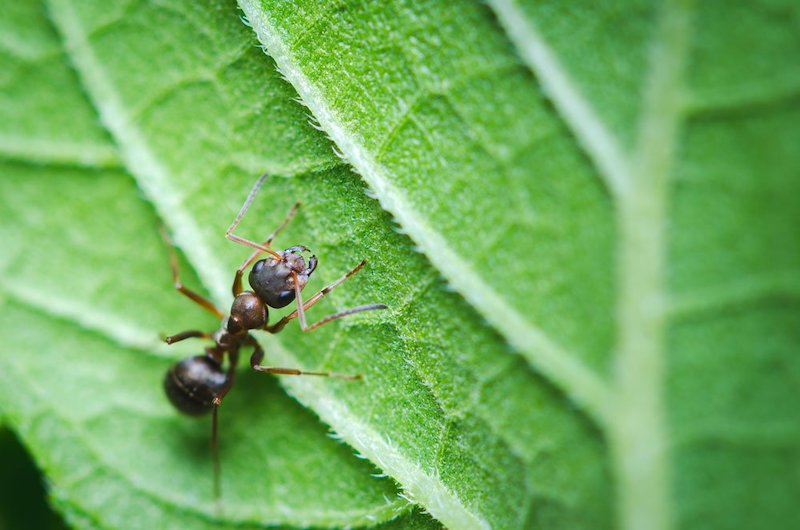 foglia verde rimedi naturali contro le formiche