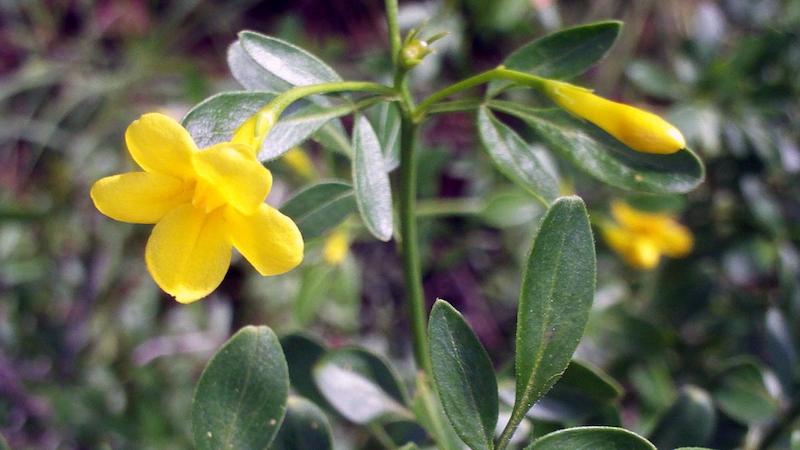gelsomino in vaso fiori gialli