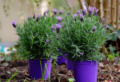 Piante da esterno perenni in vaso: quali sono e come curarle per averle sempre in fiore!