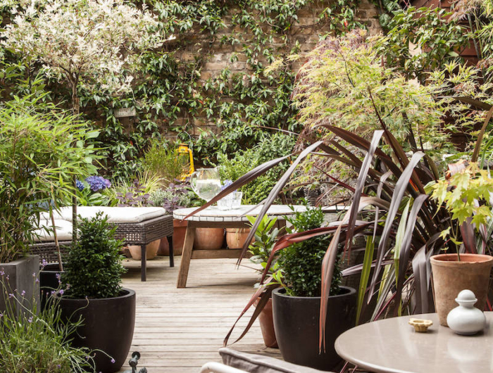 Gelsomino rampicante in vaso e in giardino: come prendersi cura dell’arbusto dal profumo eccezionale!