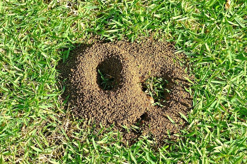 nido di formiche in giardino