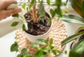 Come eliminare i moscerini dalle piante con metodi del tutto naturali!