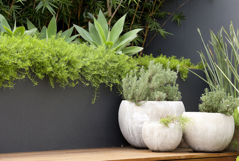 piante da esterno perenni in vaso pianta sempreverde