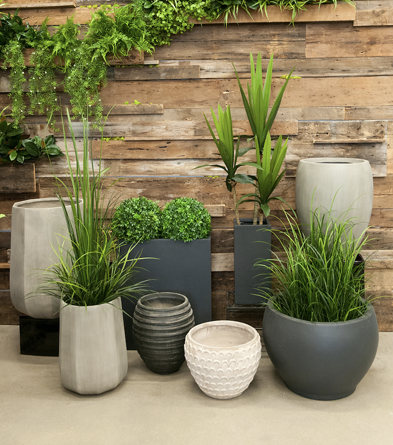 piante da esterno resistenti al sole e al freddo in vaso