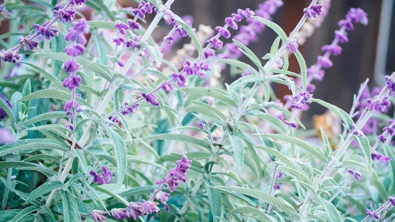 piante sempreverdi da giardino pianta con fiori viola