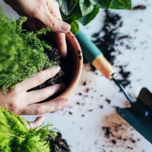 Piante da esterno perenni in vaso: quali sono e come curarle per averle sempre in fiore!