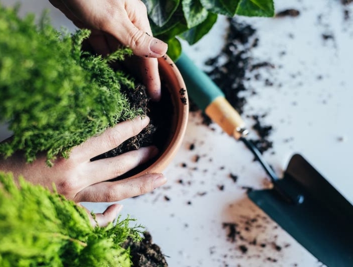 Piante da esterno perenni in vaso: quali sono e come curarle per averle sempre in fiore!