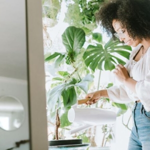 Rimedi naturali contro gli afidi: come mettere al sicuro le tue piante!