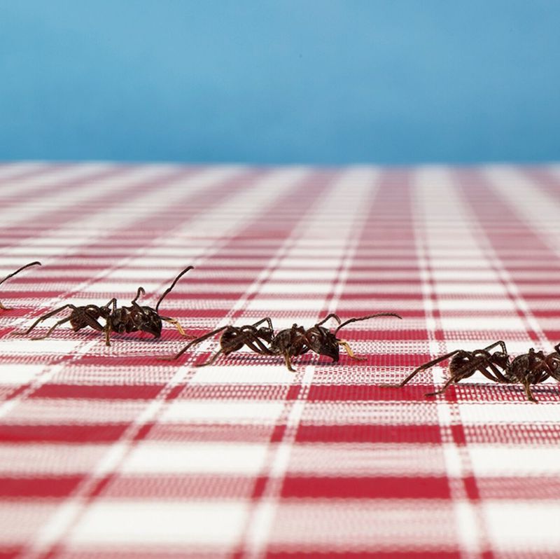 strumenti naturali per eliminare le formiche