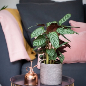 Piante da appartamento resistenti: ecco quelle che richiedono poche cure!