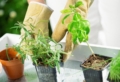 10 errori da evitare per coltivare con successo le piante aromatiche in vaso!