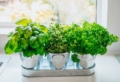 10 errori da evitare per coltivare con successo le piante aromatiche in vaso!