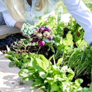 Cosa piantare a settembre nell’orto del giardino e sul terrazzo!