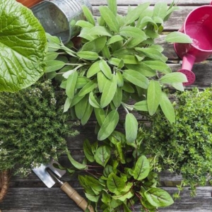 10 errori da evitare per coltivare con successo le piante aromatiche in vaso!