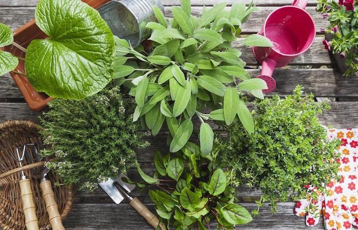 10 errori da evitare per coltivare con successo le piante aromatiche in vaso!