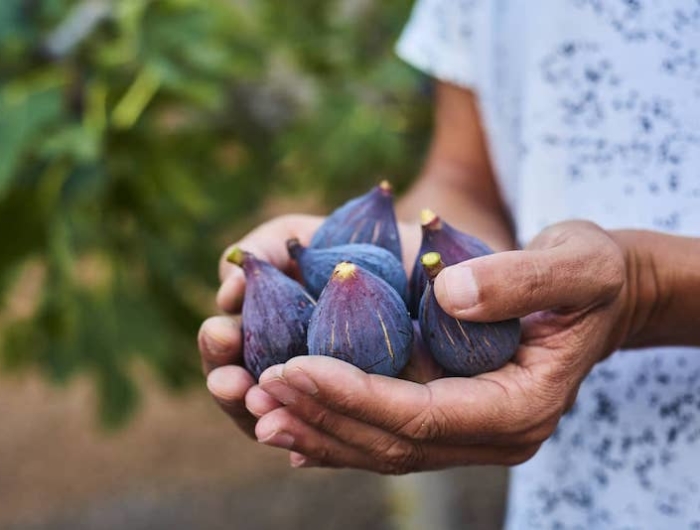 Le proprietà dei fichi d’India: i 6 motivi per consumarli, è la stagione!