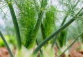 Cosa piantare a settembre nell’orto del giardino e sul terrazzo!