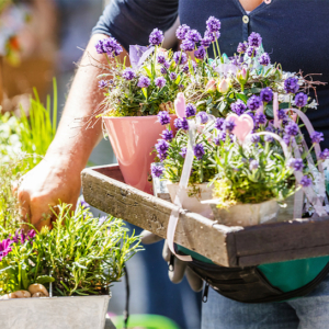 Come coltivare la lavanda in vaso sul balcone o in giardino? La guida per farlo senza errori!