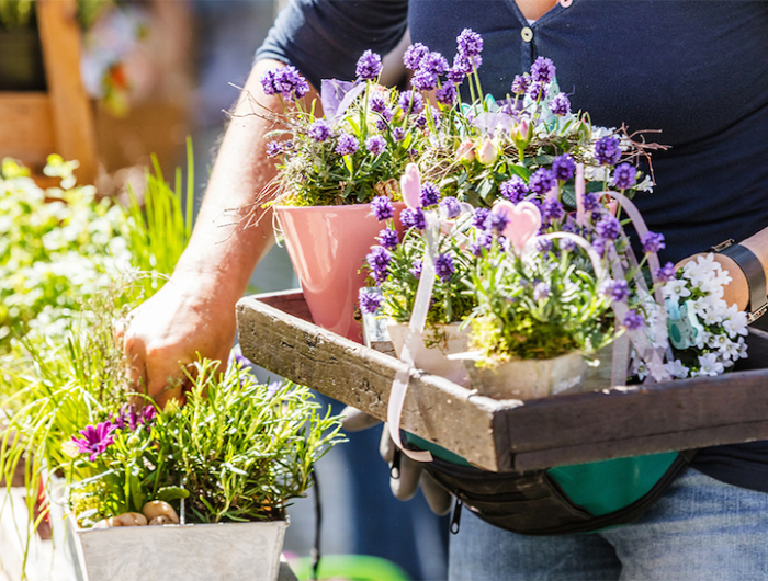 Come coltivare la lavanda in vaso sul balcone o in giardino? La guida per farlo senza errori!