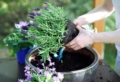 Come coltivare la lavanda in vaso sul balcone o in giardino? La guida per farlo senza errori!