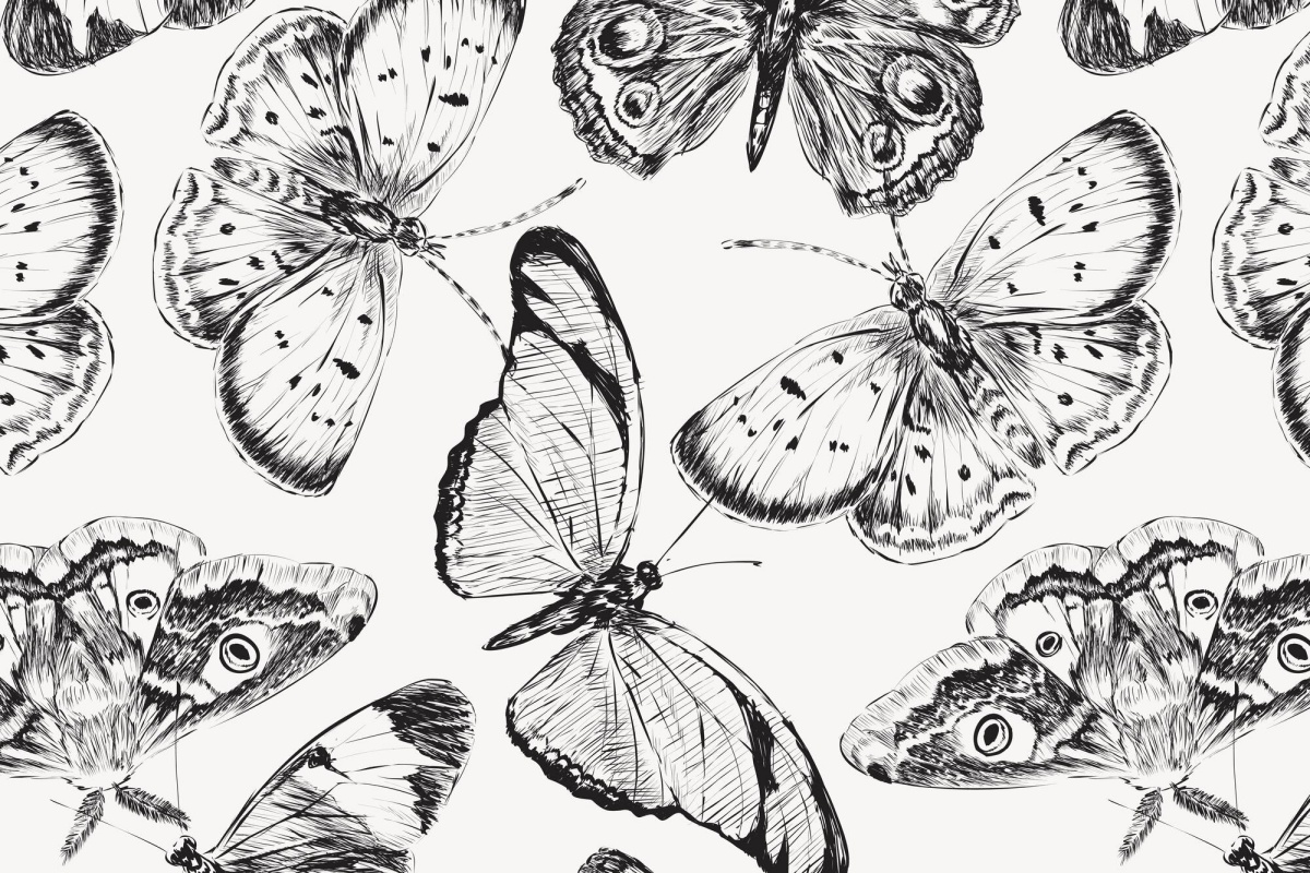 disegno a matita di farfalle