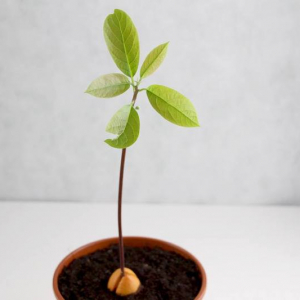 Come piantare l’avocado, far germogliare il nocciolo e la tecnica migliore per farlo!