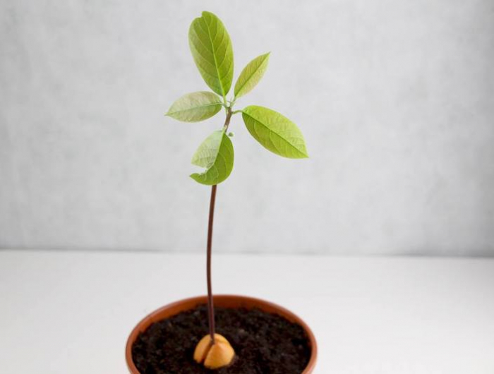 Come piantare l’avocado, far germogliare il nocciolo e la tecnica migliore per farlo!