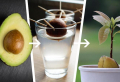 Come piantare l’avocado, far germogliare il nocciolo e la tecnica migliore per farlo!
