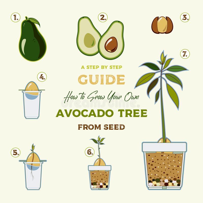 come piantare un seme di avocado