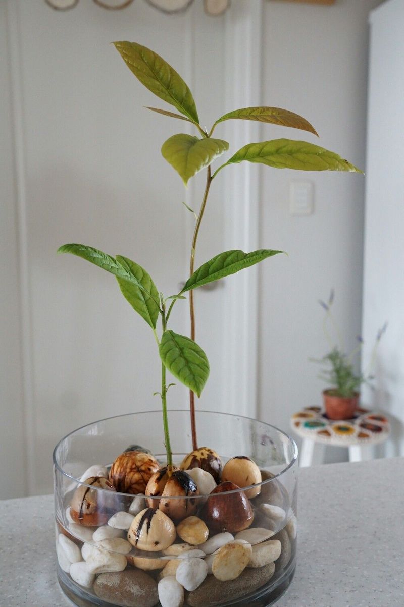 pianta avocado in vaso dal seme