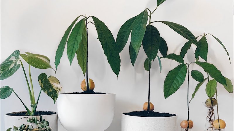 pianta avocado in vaso
