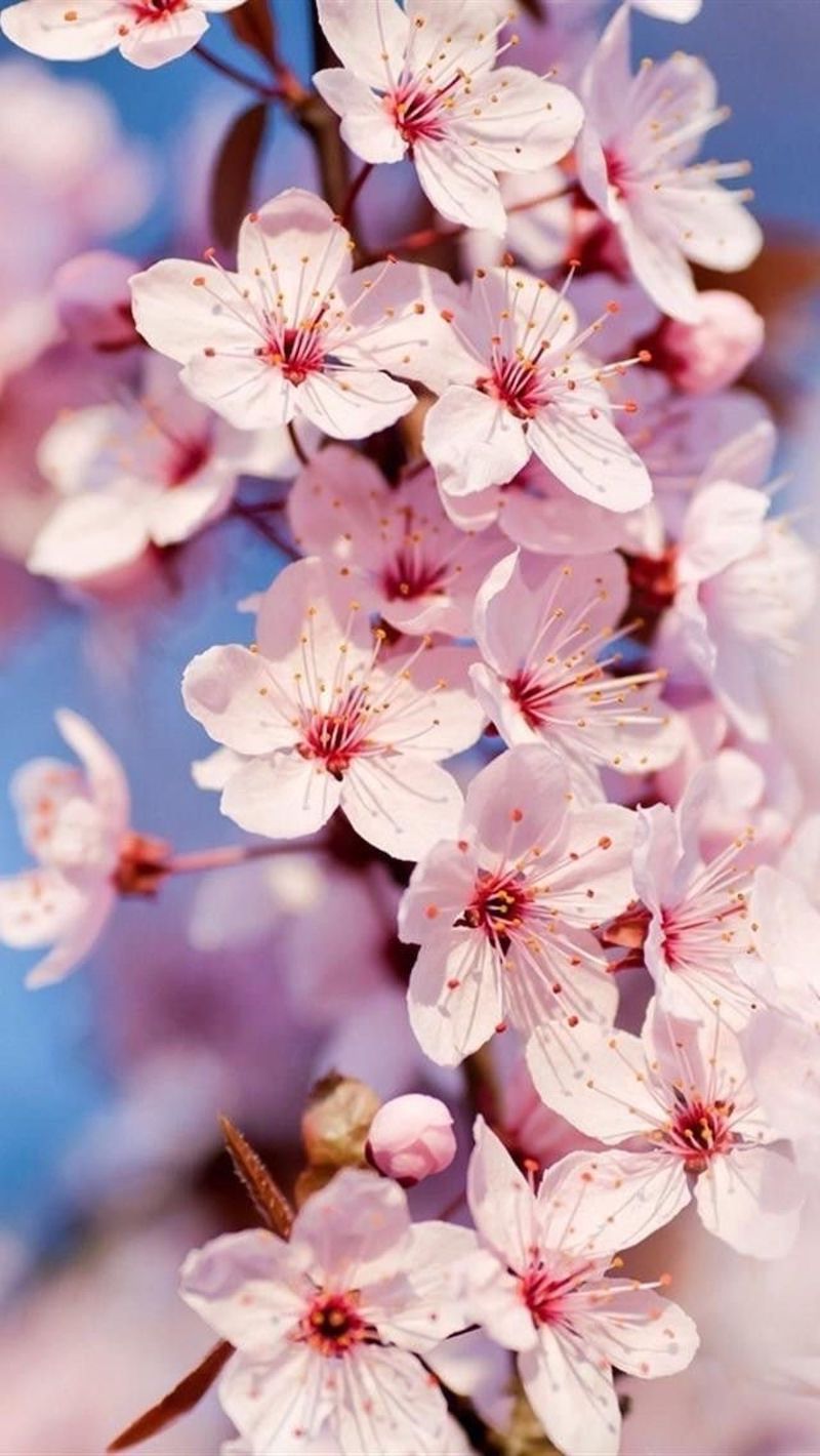 albero ciliegio fiorito in primavera