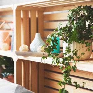 10 Piante che purificano l’aria: ecco come ridurre l’inquinamento domestico in modo semplice e decorativo!