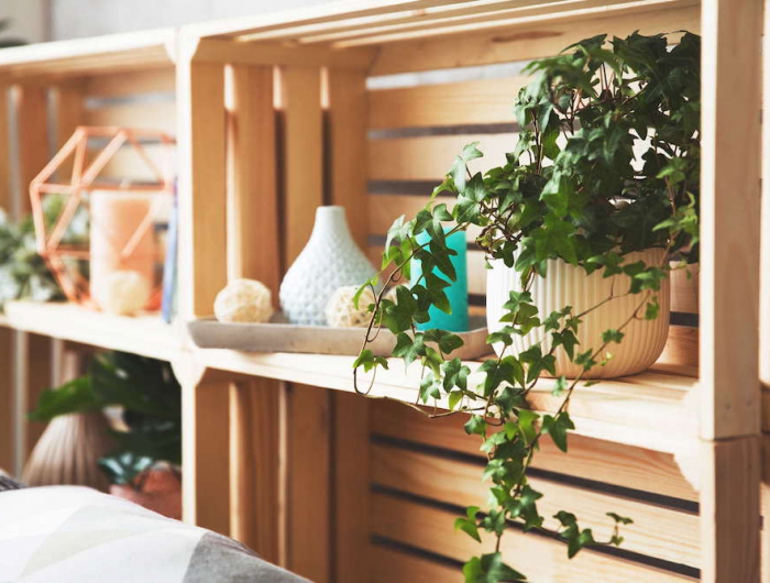 10 Piante che purificano l’aria: ecco come ridurre l’inquinamento domestico in modo semplice e decorativo!