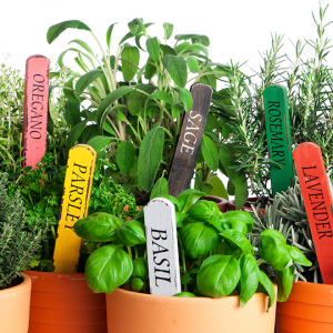 Le piante antizanzare da esterno miracolose secondo gli esperti di giardinaggio!